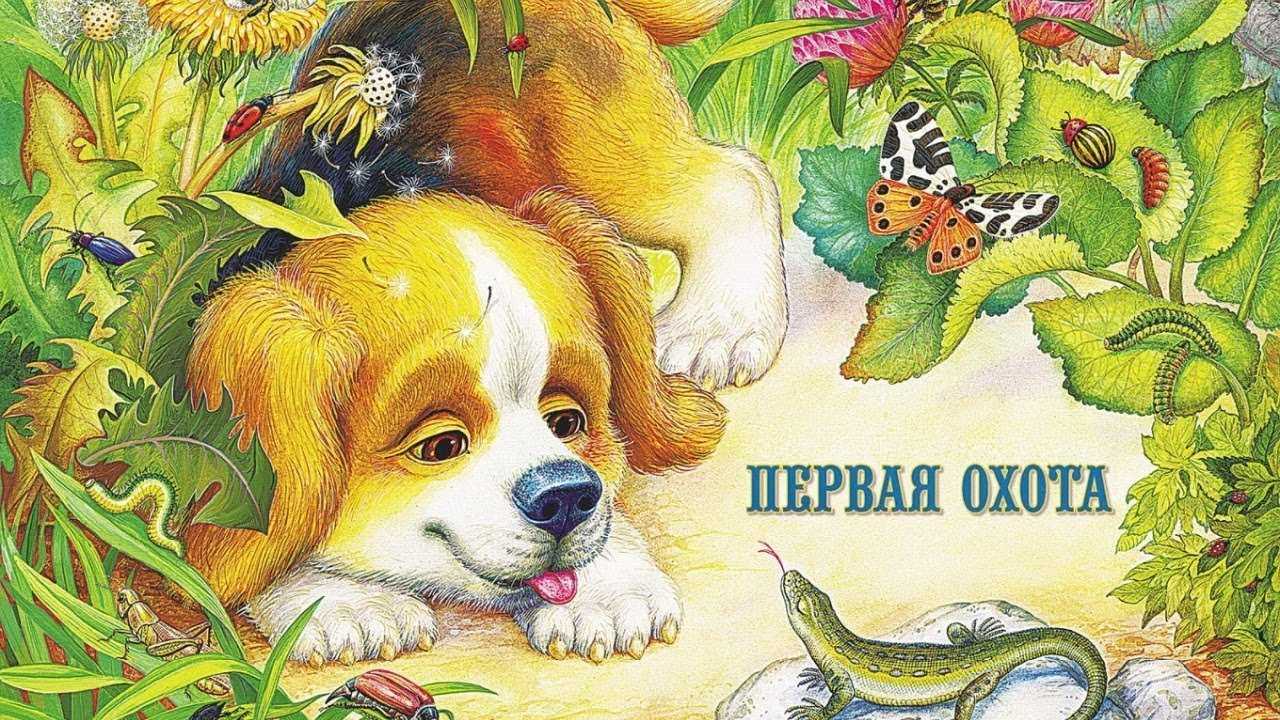 Первая охота виталий бианки. рассказы рассказы детям (аудио)