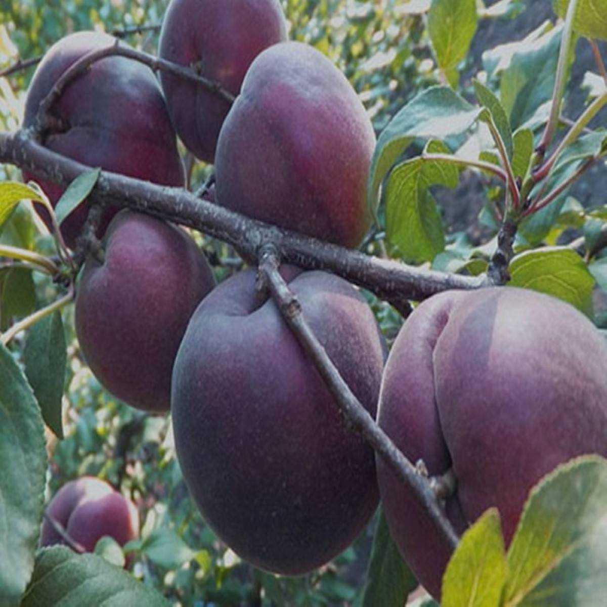 Расскажите детям о фруктах.