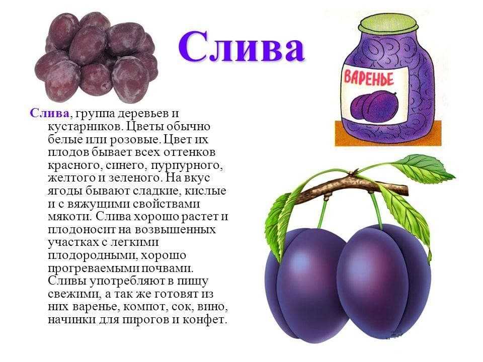 Слива домашняя — prunus domestica l.