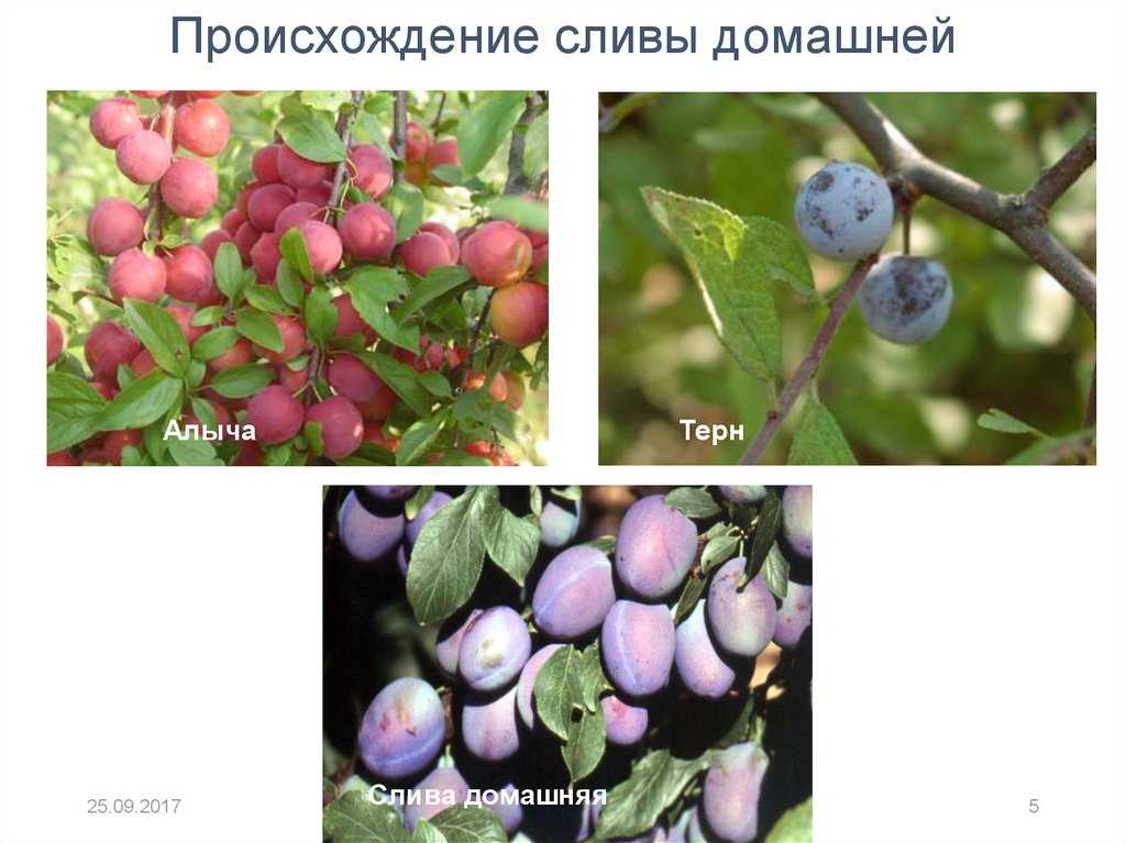 История возникновения сливы | огородники