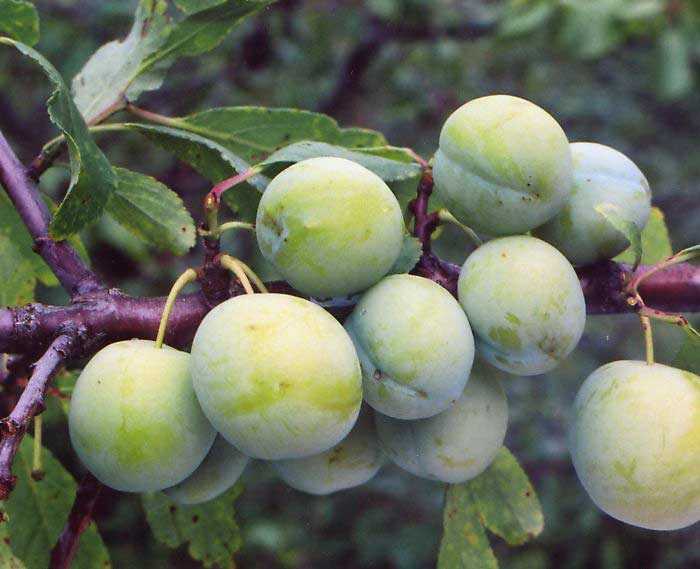 Рассказ про сливу для детей