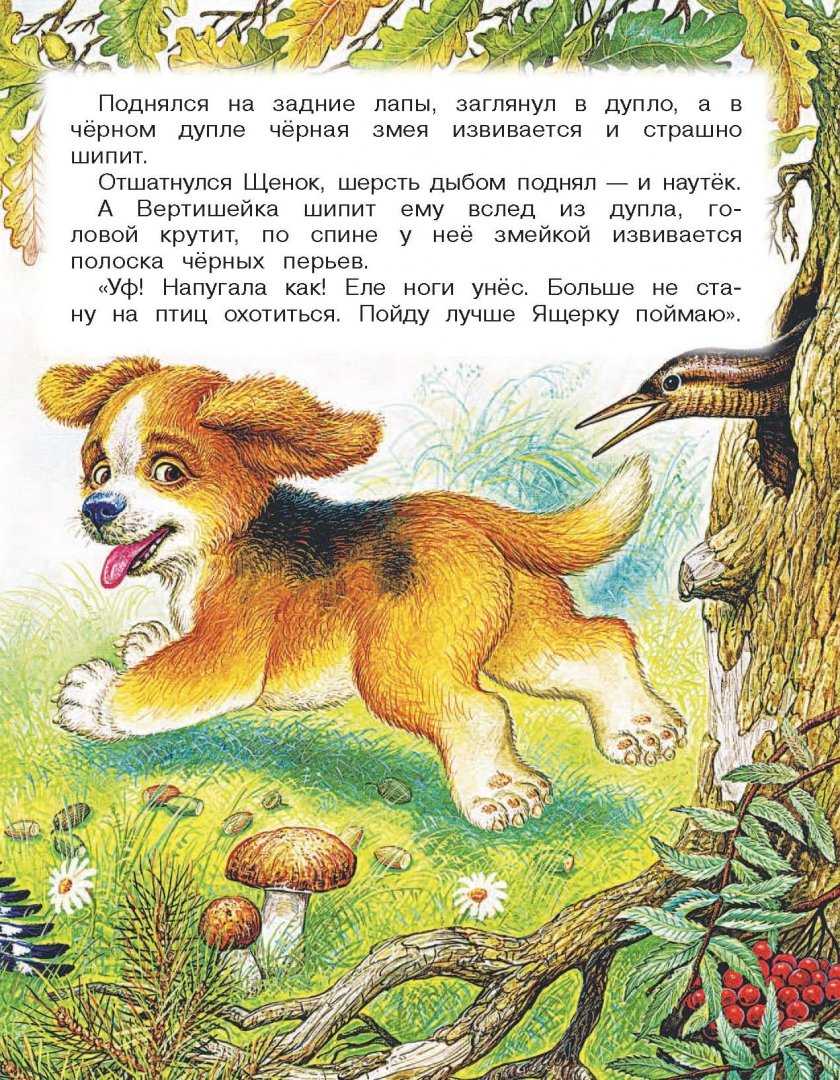 Бианки «первая охота» читать онлайн бесплатно