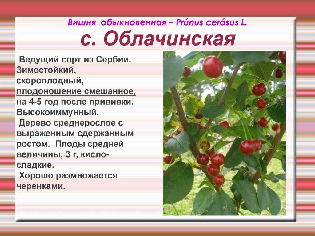 Расскажите детям о фруктах.