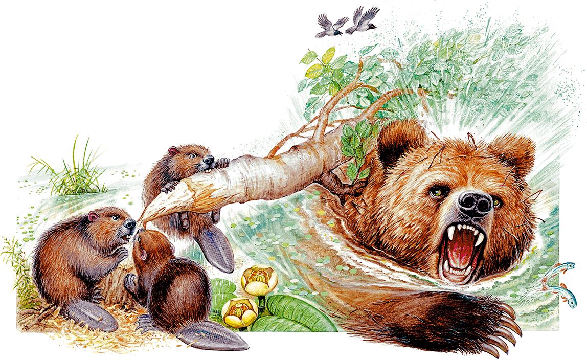 Краткое содержание рассказа дремучий медведь паустовский. какие пословицы подходят к сказке «дремучий медведь»