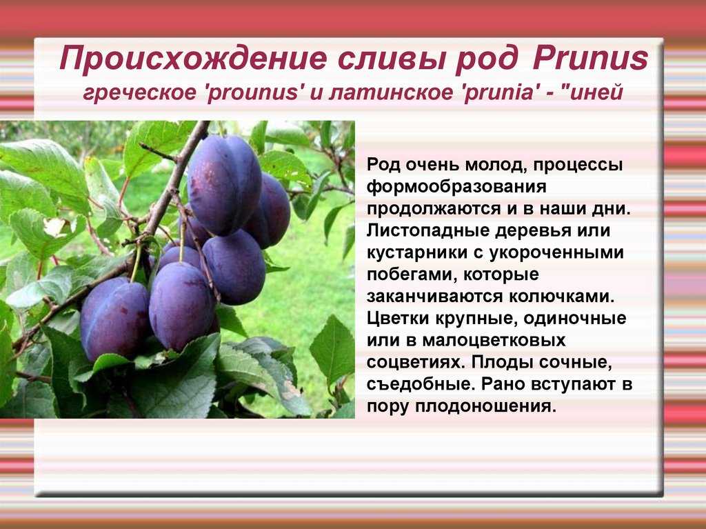 Слива известна людям с незапамятных времён Родина этого плодового растения – Северный Иран, Малая Азия, Кавказ Древние писатели считали, что слива попала в