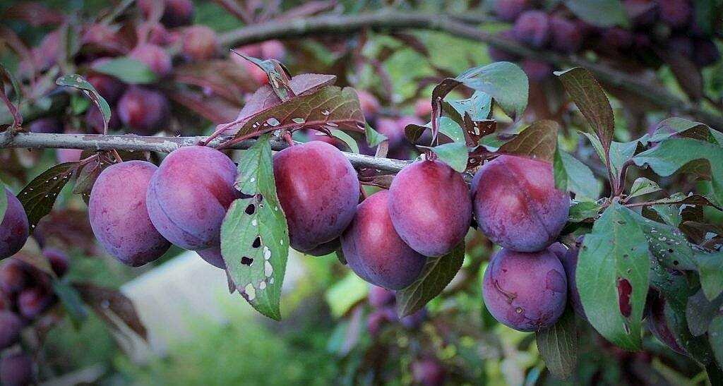 Чтение рассказа л н толстого косточка. толстой лев николаевич. косточка