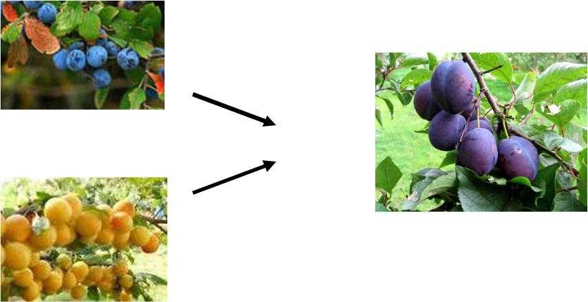 Сказка король и сливы | гармония жизни