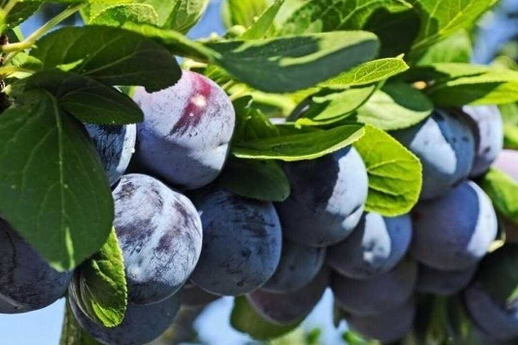 Razdolbaeff: слива (рассказ для детей)