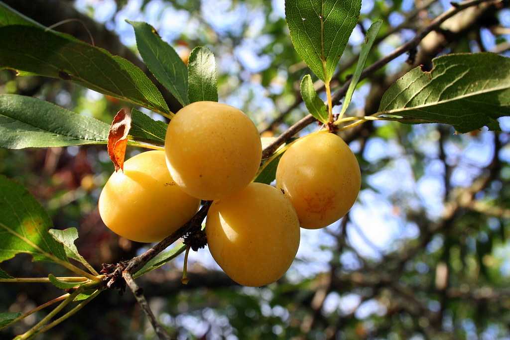 Где слива а где яблоко фото