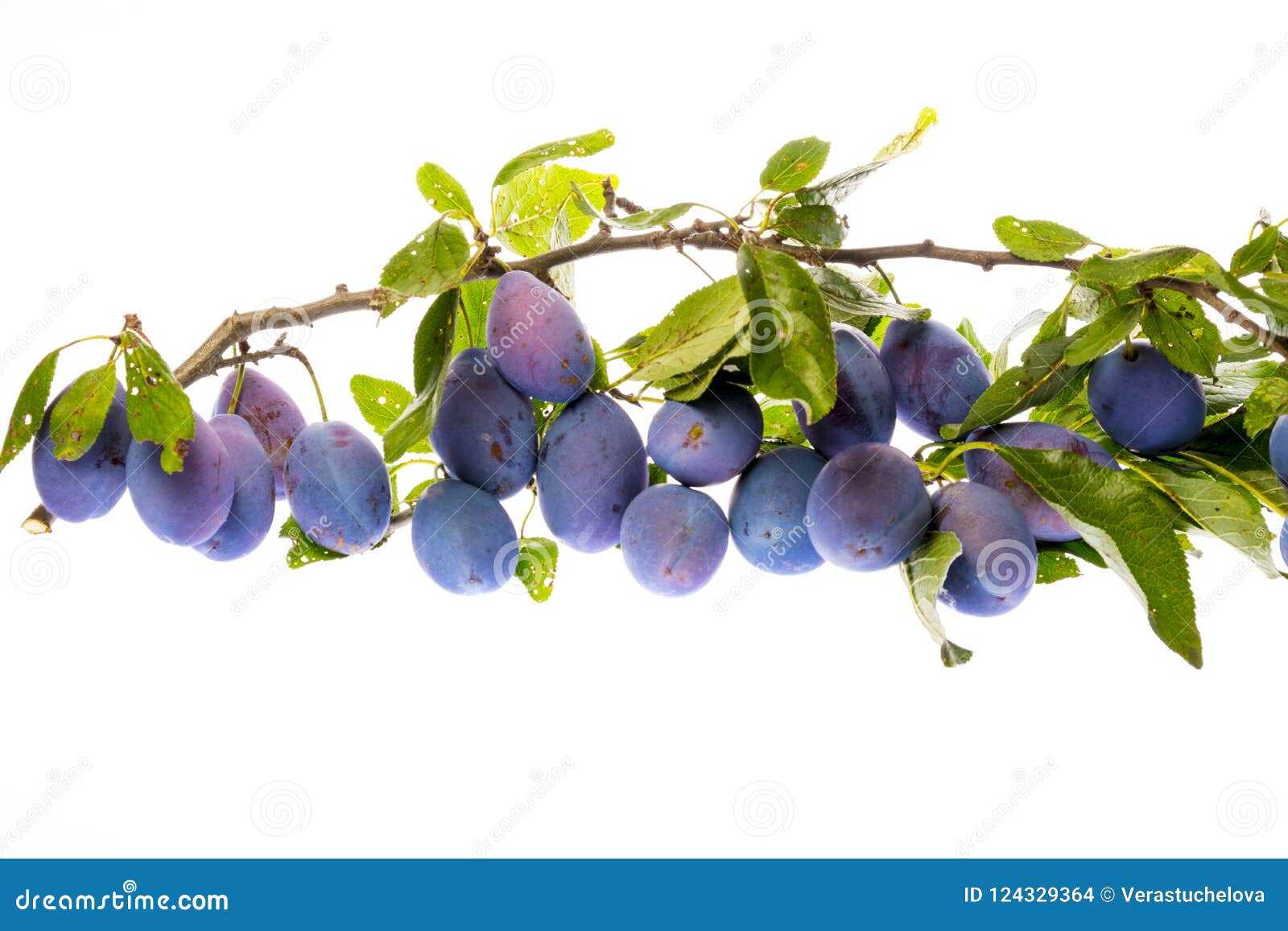 Плодовые и ягодные растения