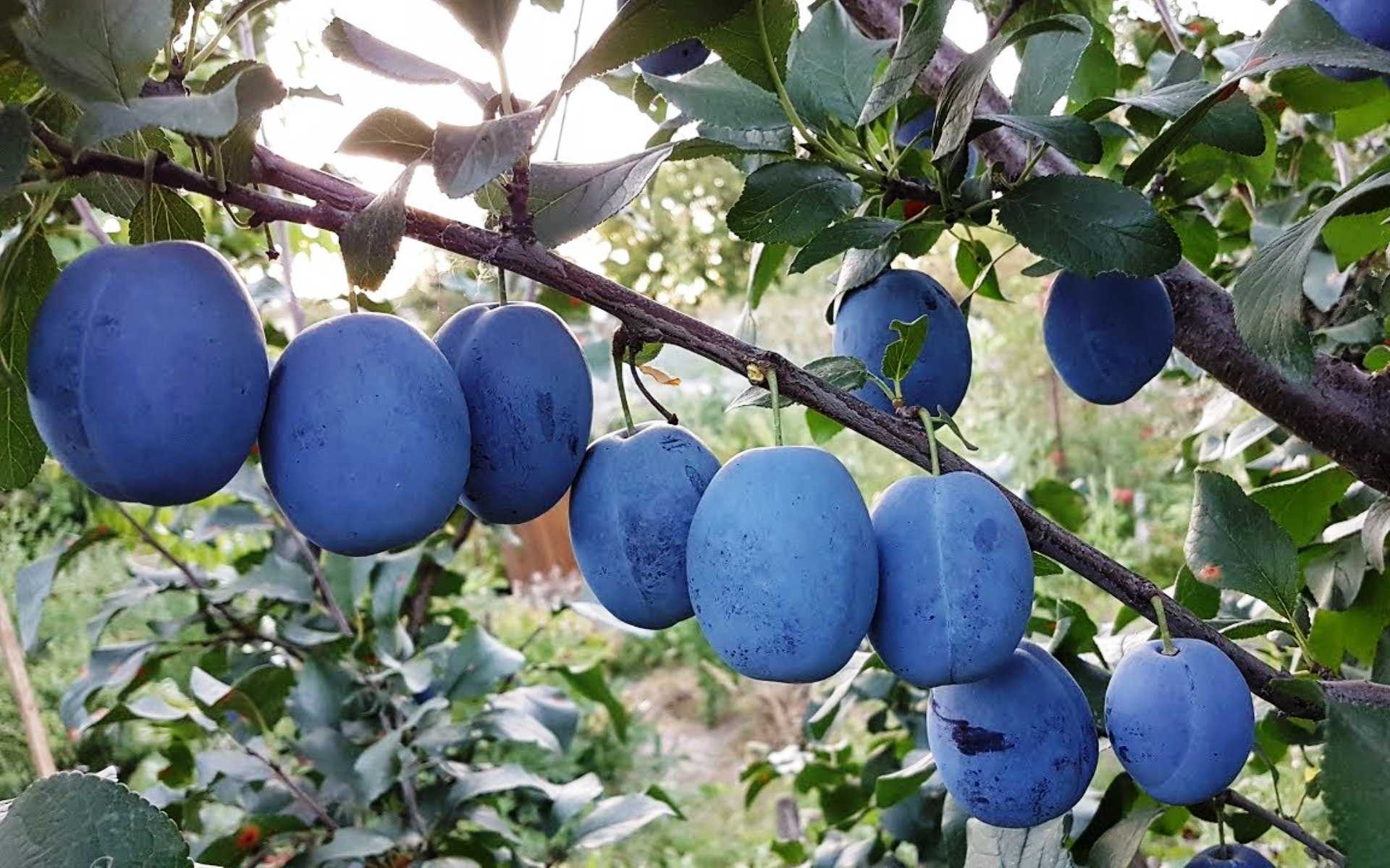 Что такое слива? значение слова в словарях и простыми словами, примеры употребления в тексте