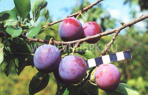 Сочинение на тему слива