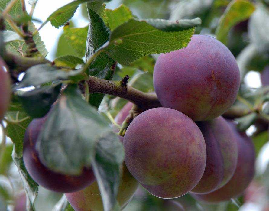 Рассказ про сливу для детей