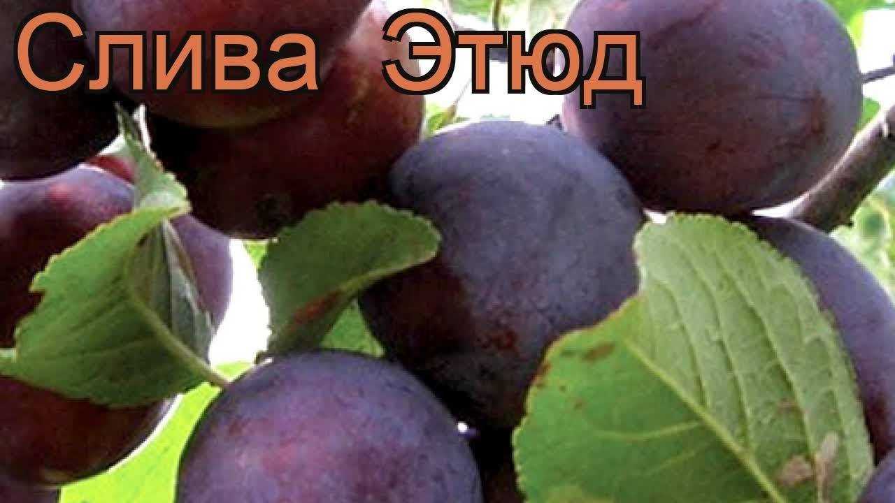 Слива домашняя — prunus domestica l.