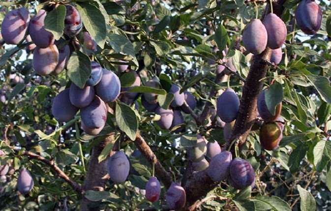 Растения-переселенцы