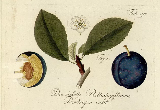 Слива известна людям с незапамятных времён Родина этого плодового растения – Северный Иран, Малая Азия, Кавказ Древние писатели считали, что слива попала в