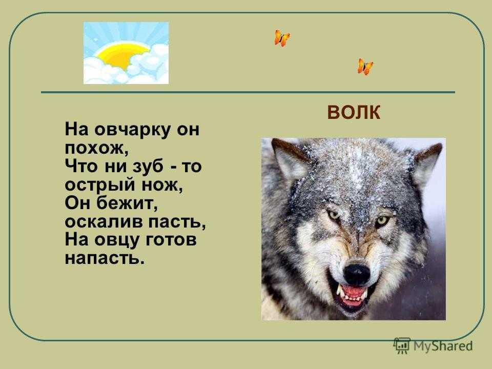 Пословицы и поговорки про волка » текст, видео, картинки
