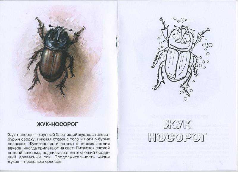 Читательский дневник «похождения жука - носорога» константина паустовского