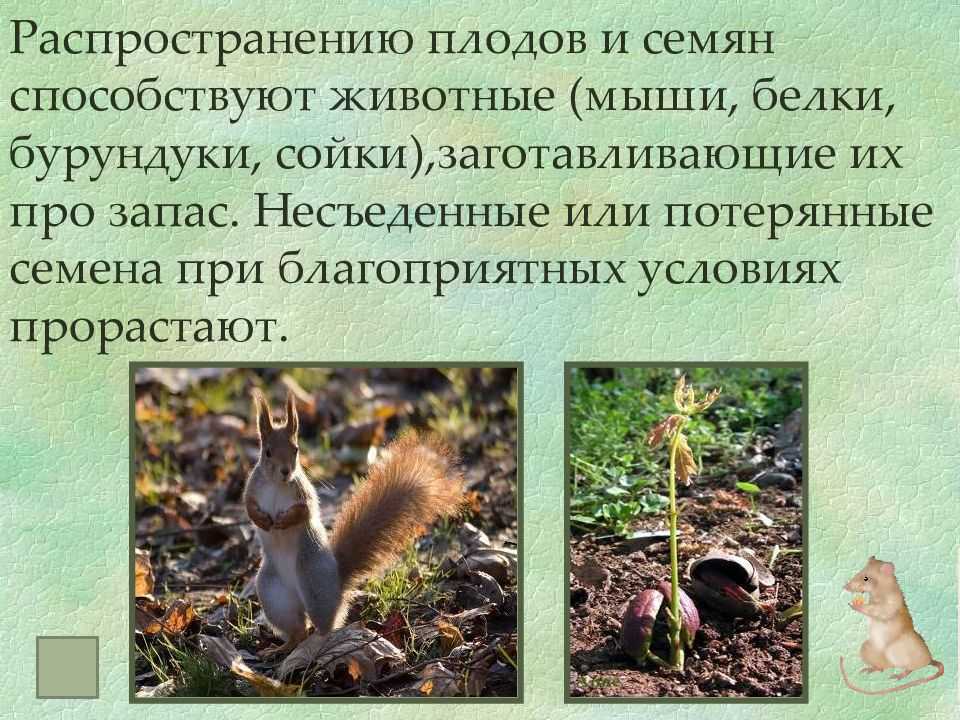 Как животные помогают растениям размножаться кратко. как животные помогают растениям