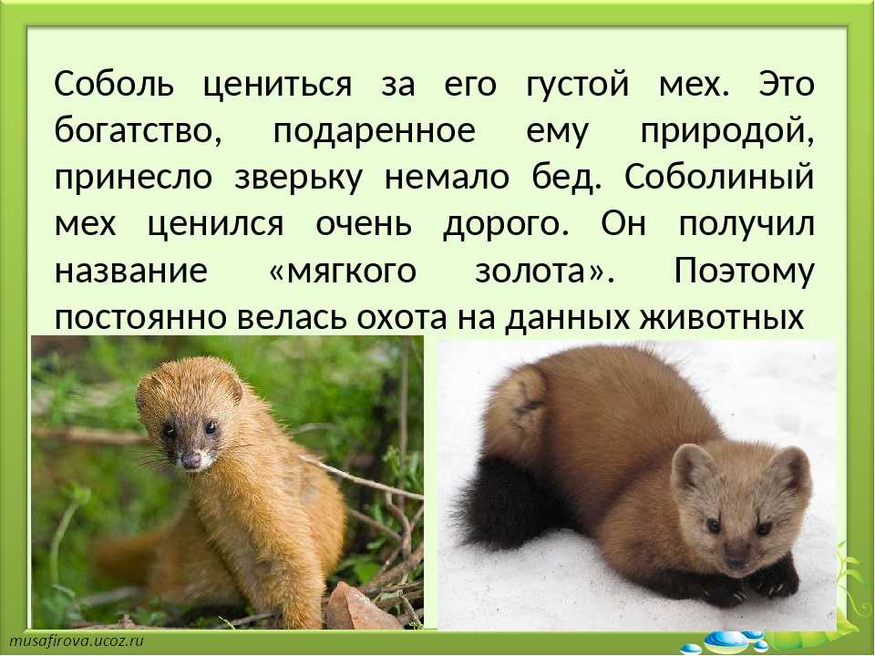 Соболь животное. описание, особенности, виды, образ жизни и среда обитания соболя | живность.ру