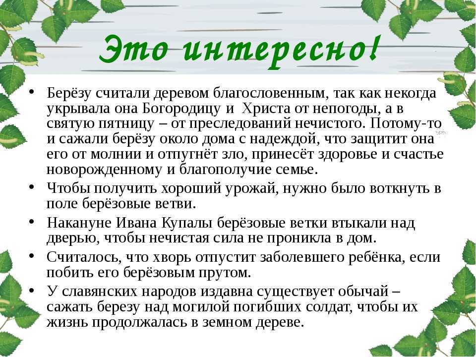 Берёза - сочинение, миниатюра, рассказ, эссе - глазастик
