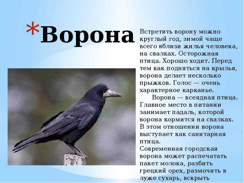 Большие и маленькие — чарушин е.и. рассказ про животных и детенышей.
