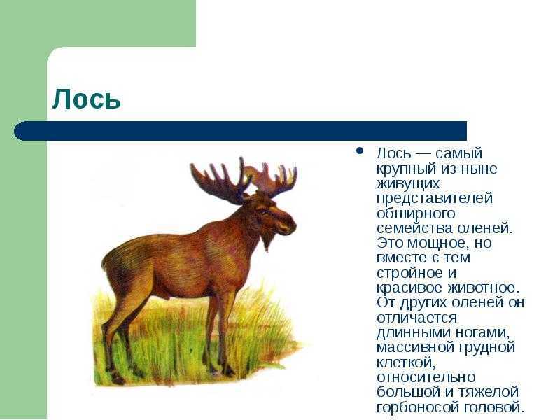 Лось зимой рассказ