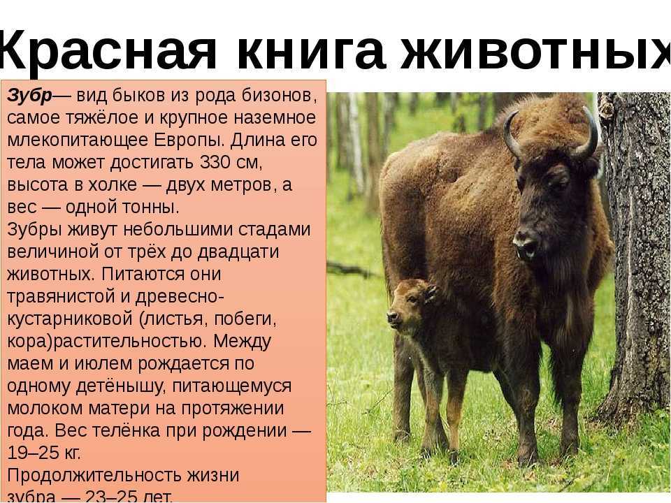 Зубр животное. образ жизни и среда обитания зубра