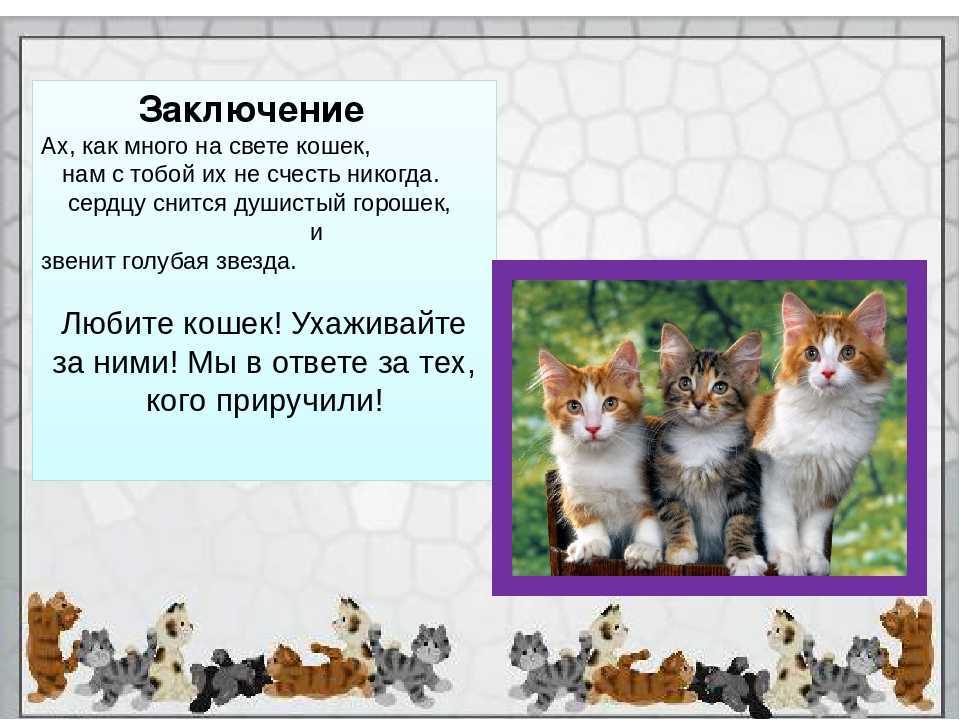 Рассказ про питомца 1 класс. Презентация про кошек. Проект домашние животные. Рассказ о домашних кошках. Проект кошки презентация.