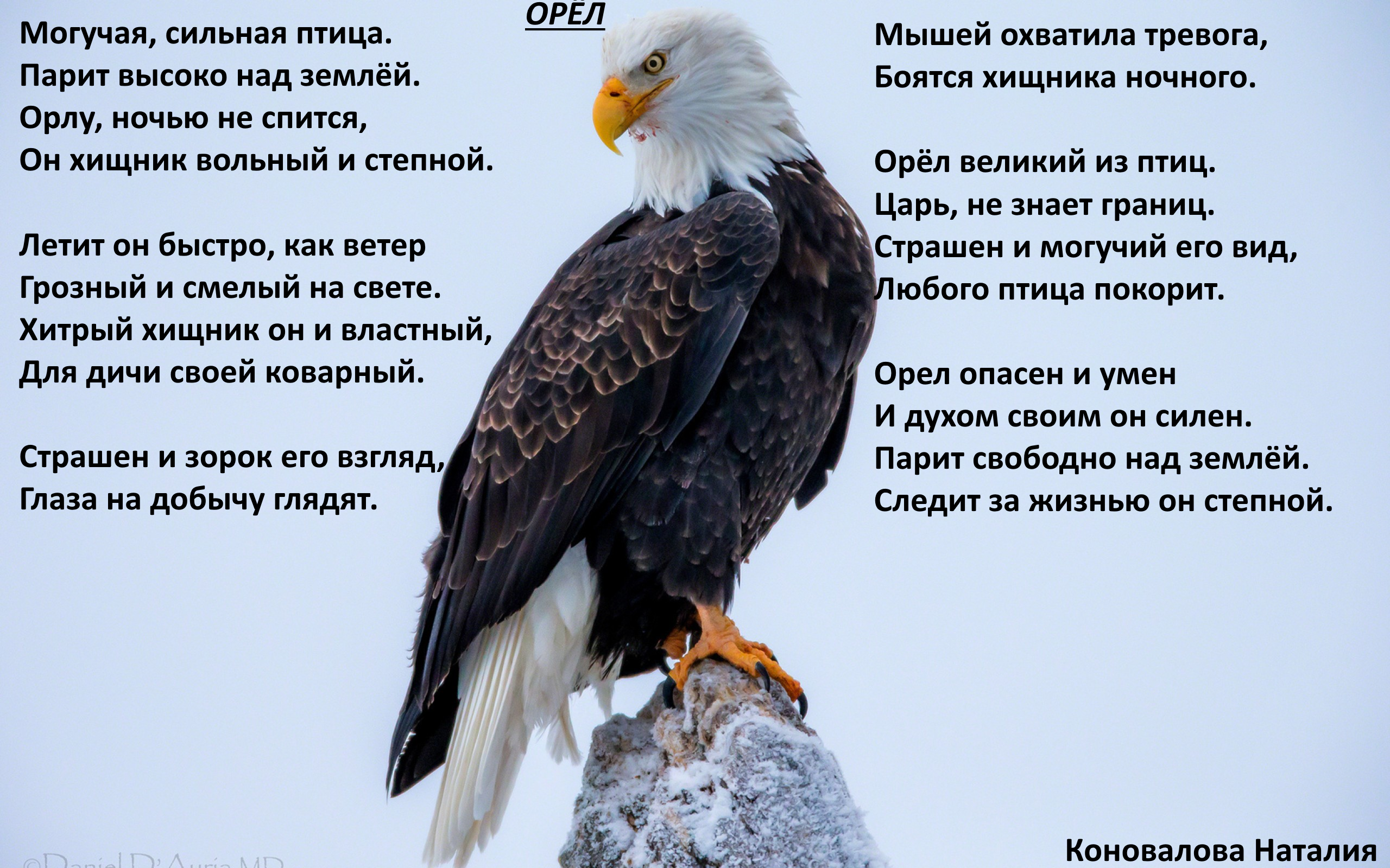 Цитаты про птиц