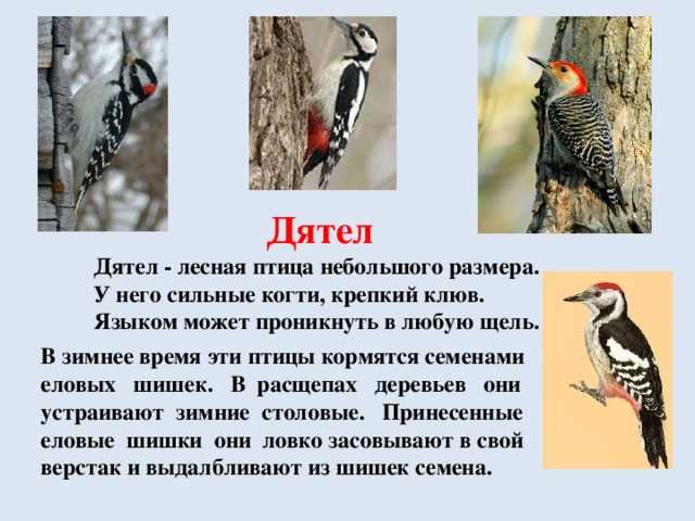 Дятел - описание, разновидность и приспособленность птицы к среде обитания