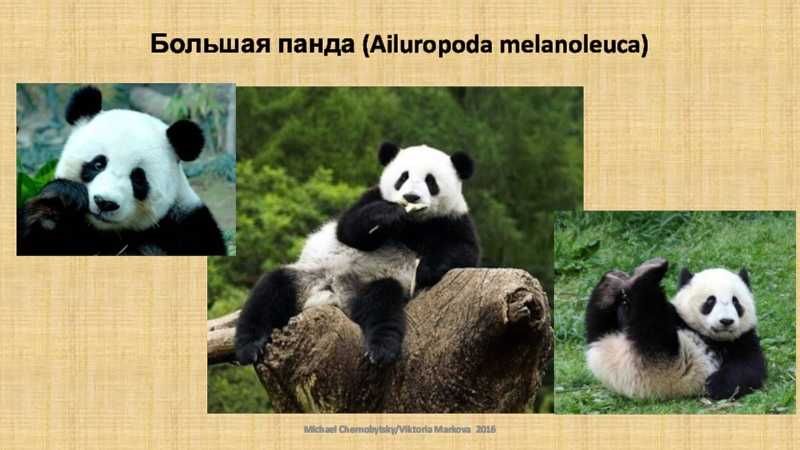 Панда животное. описание, особенности, образ жизни и среда обитания панды
