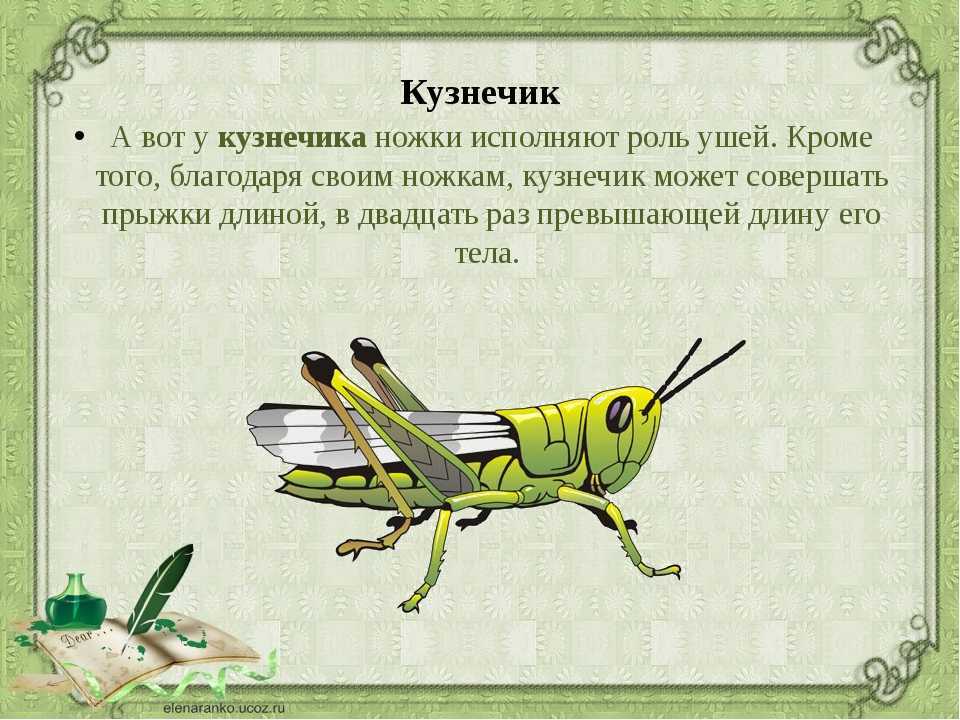 Тот самый кузнечик, или история одного дня рождения - литература - сказки