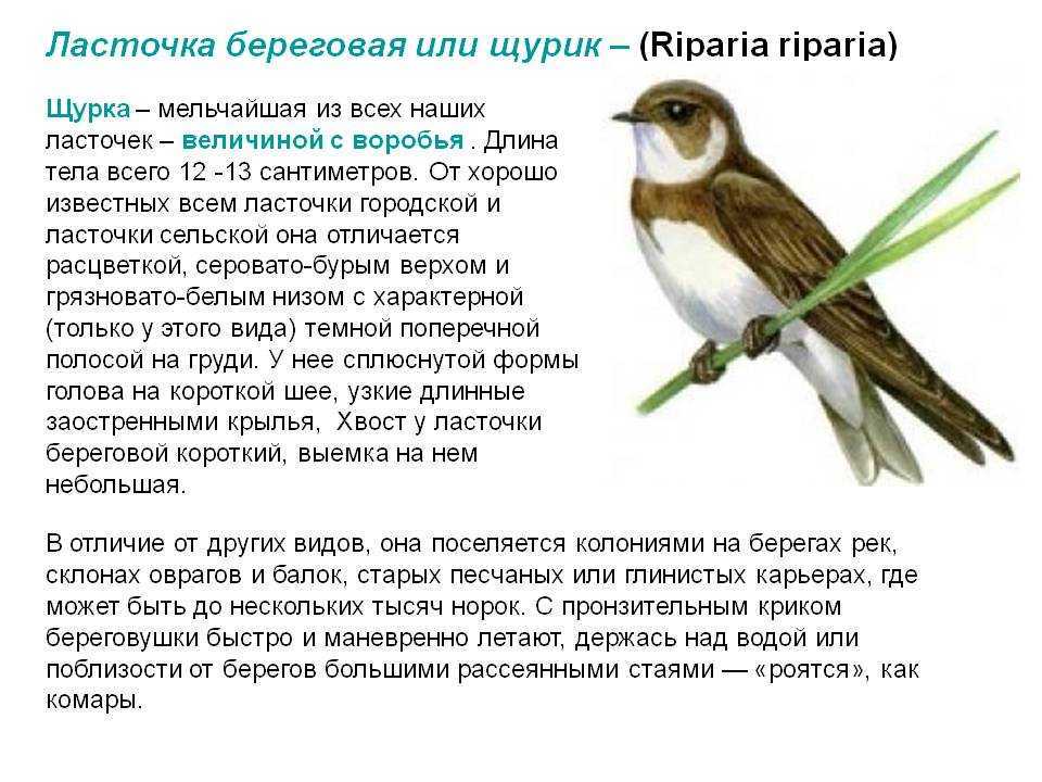 Ласточка птица. образ жизни и среда обитания ласточки