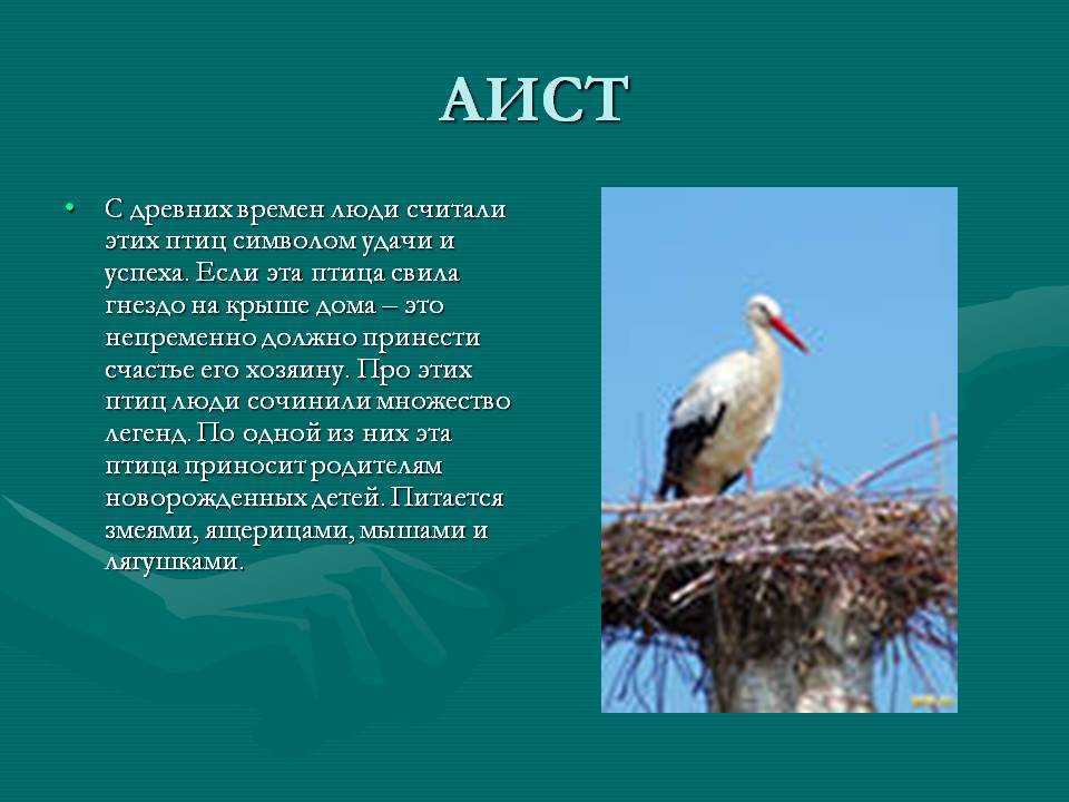 Детско - родительский проект "белый аист – птица счастья!" | проект по окружающему миру (старшая группа):
