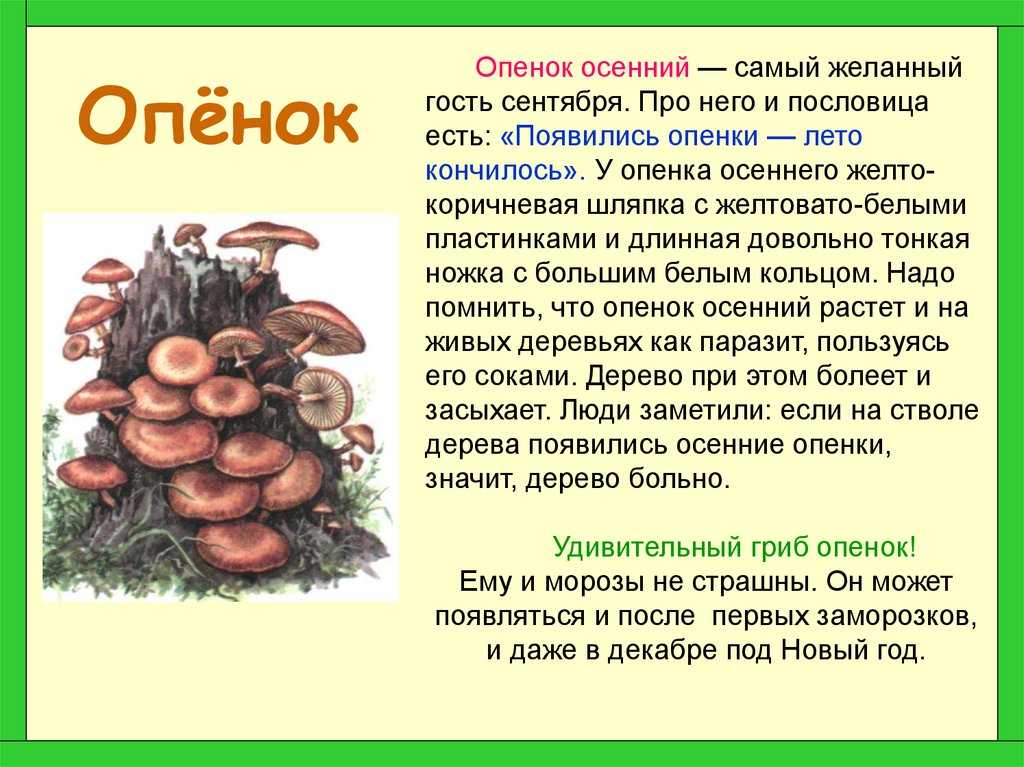 Сообщение доклад гриб лисичка (описание для детей)