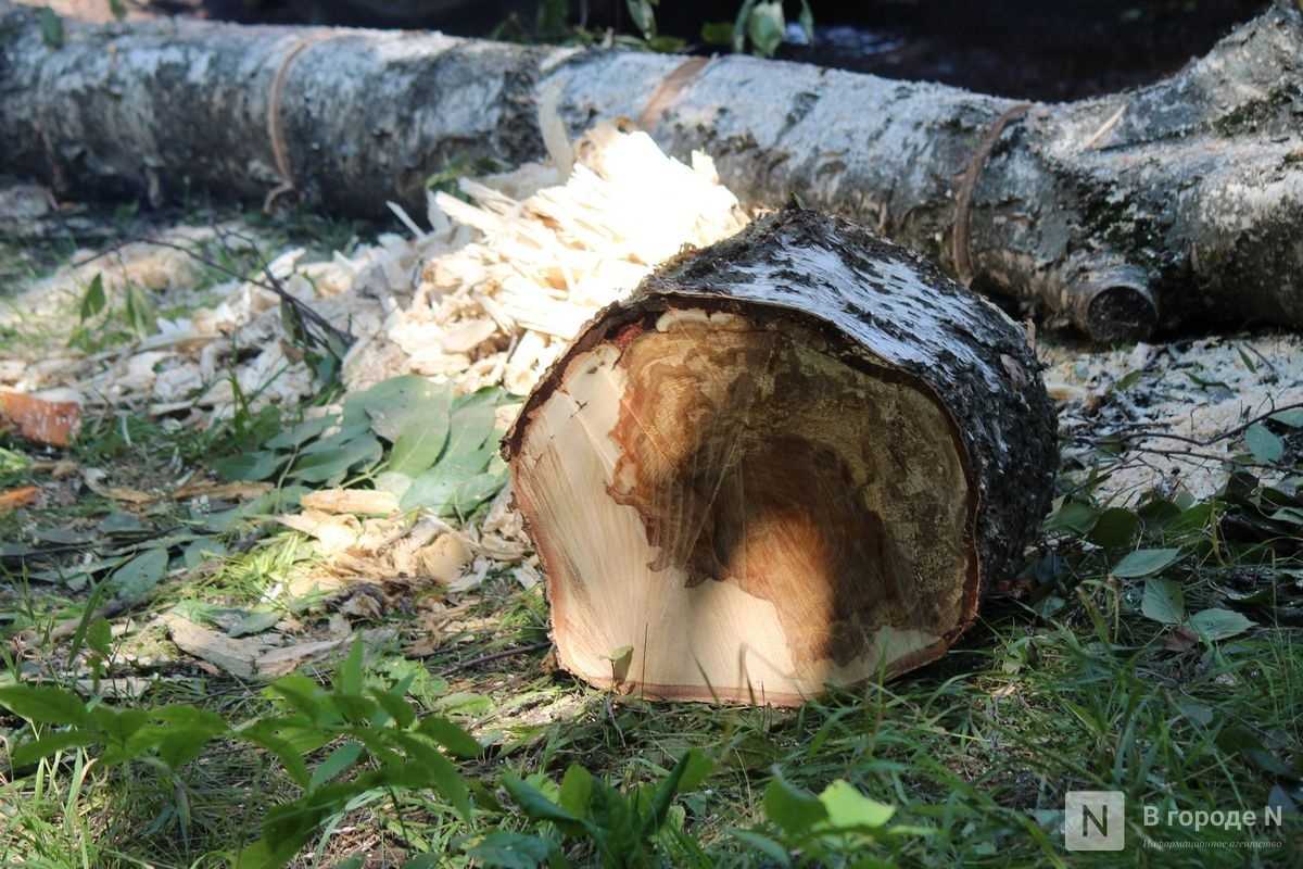 Звук падающего дерева в лесу – интересная философическая загадка | блог 4brain