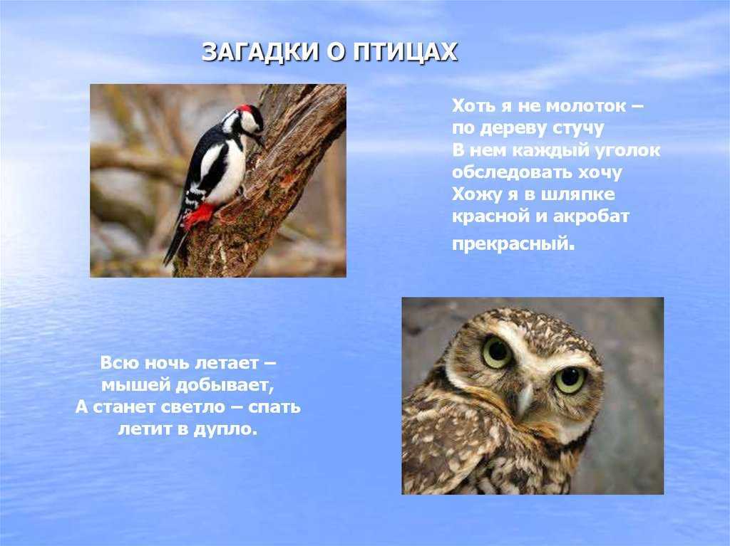 Загадки про перелётных птиц с ответами - я happy мама
