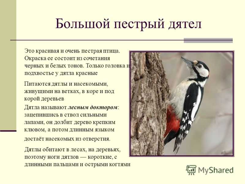 Дятел - описание птицы, особенности, чем питается, среда обитания