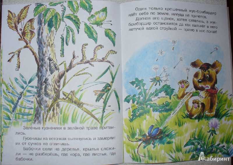 Первая охота :
                                        виталий бианки. рассказы