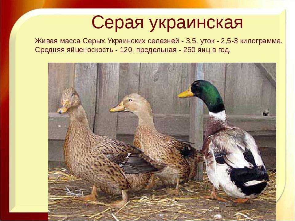 Сообщение об утке-мандаринке для детей 4 класса