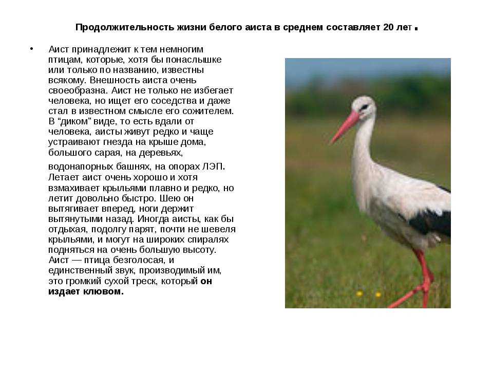 Презентация на тему "птицы ставропольского края"