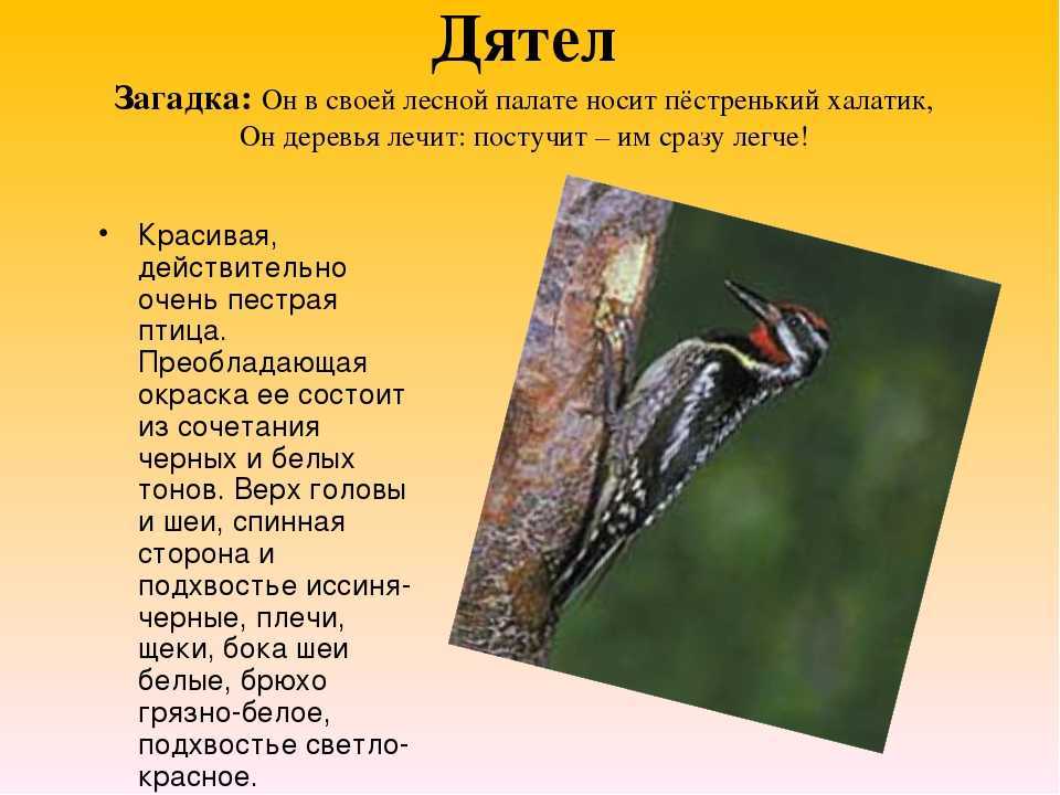 Дятлы. иван соколов-микитов