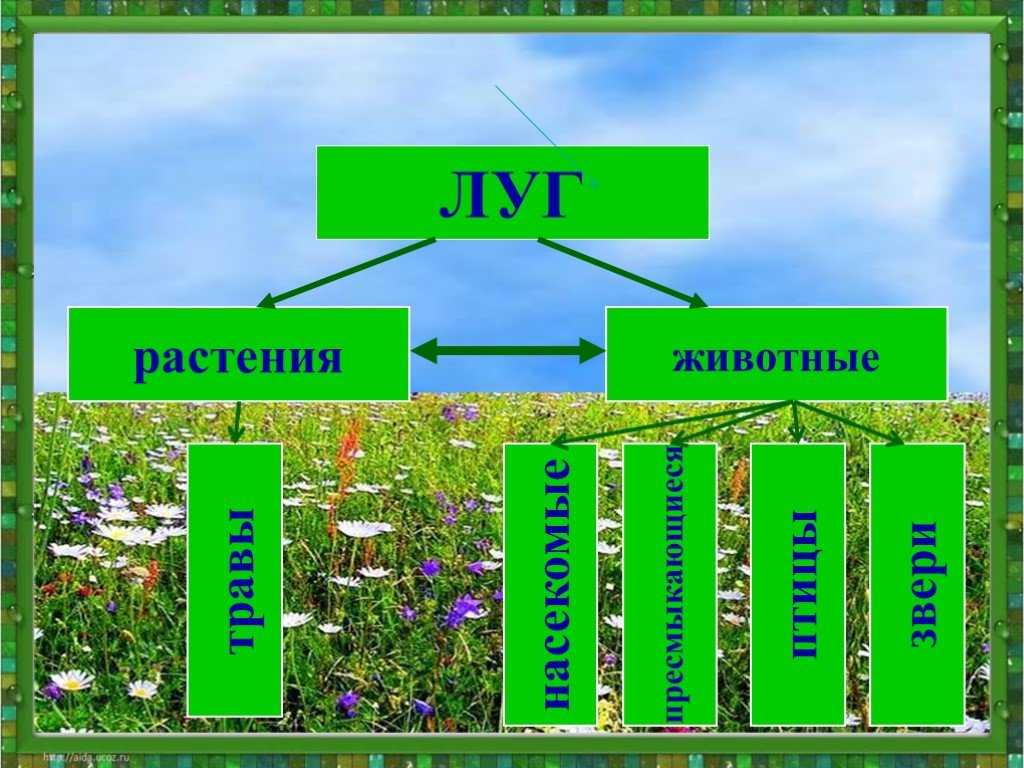 Жизнь луга – кратко для доклада (4 класс, окружающий мир)