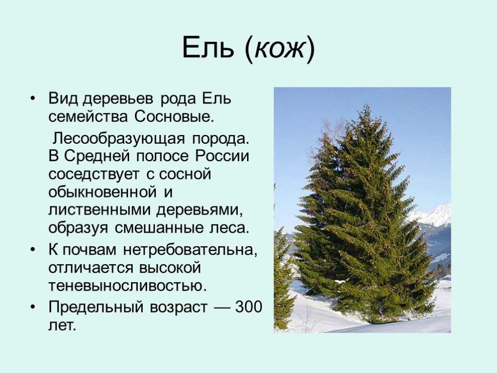 Характеристика елового леса - аналитика лесной промышленности