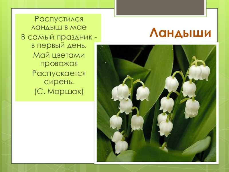 Загадки про цветы