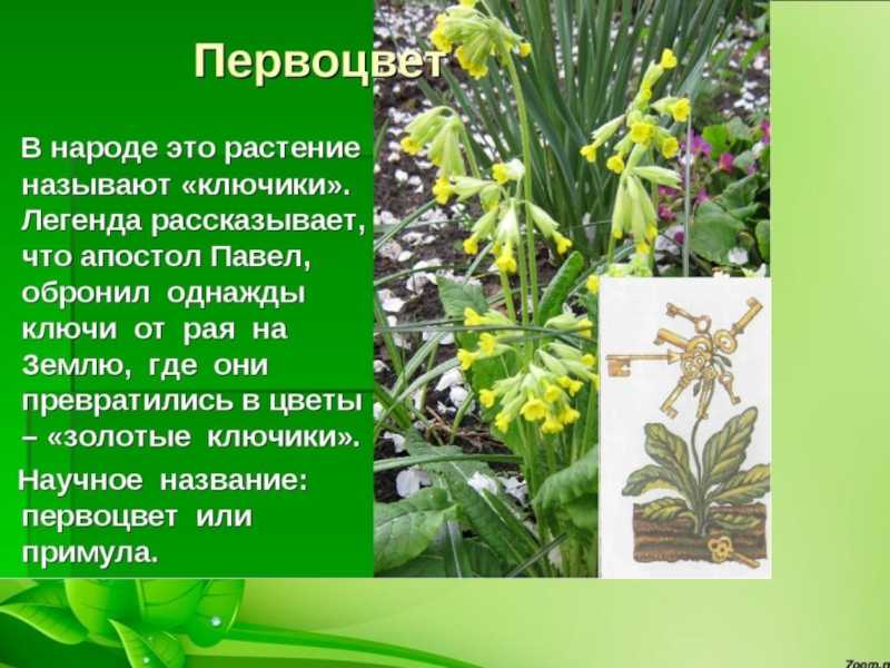 Конспект занятия по экологии «первоцветы» в старшей группе