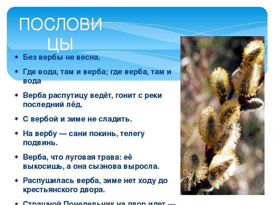 Вербное воскресенье - дата, традиции, обряды, что нельзя делать