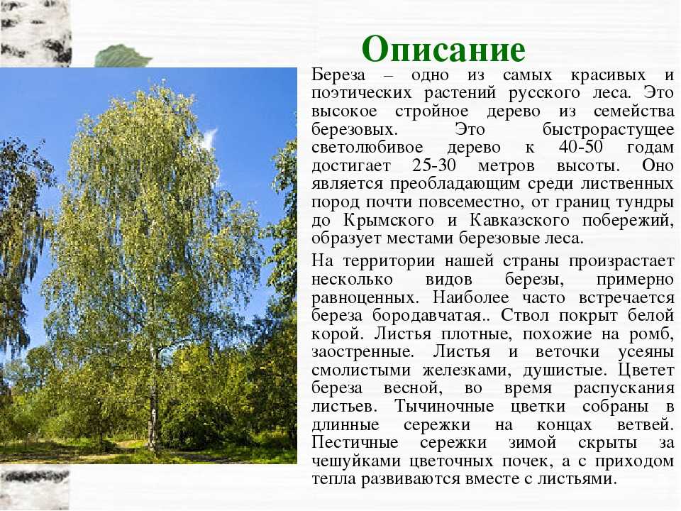 Сочинение про березу описание (2, 3, 4, 5, 6 класс)