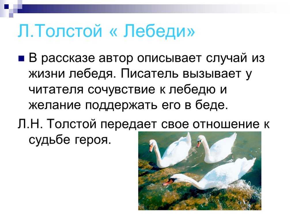 Основная мысль лебеди толстого. Произведение Толстого про лебедя 3 класс. Рассказ Льва Николаевича Толстого лебеди.